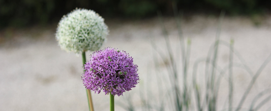 Allium