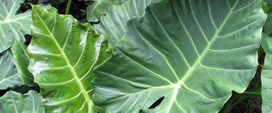 Alocasia or Upright Elephant’s Ear