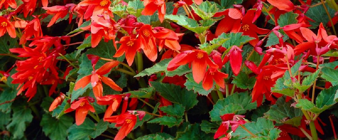 Begonia Bertini