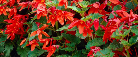 Begonia Bertini