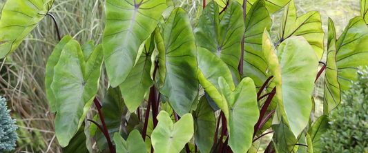 Colocasia Esculenta 'Hawaiian Punch'
