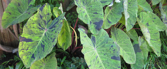 Colocasia Esculenta 'Mojito'