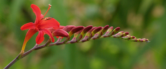 Crocosmia Lucifer