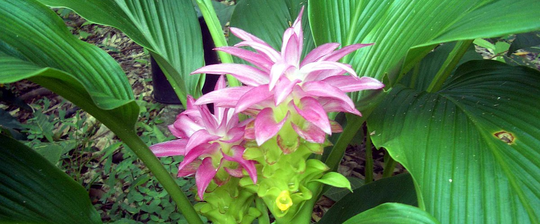 Curcuma Or Ginger Plant