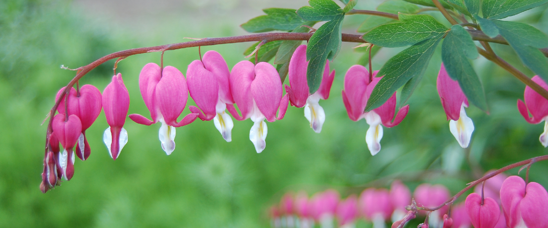 Dicentra Spectabilis Or Bleeding Hearts
