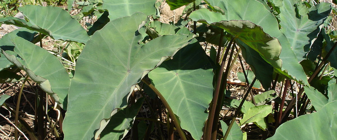 Elephant Ears