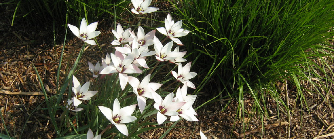Gladiolus Murielae Or Peacock Gladiolus (acidenthera)