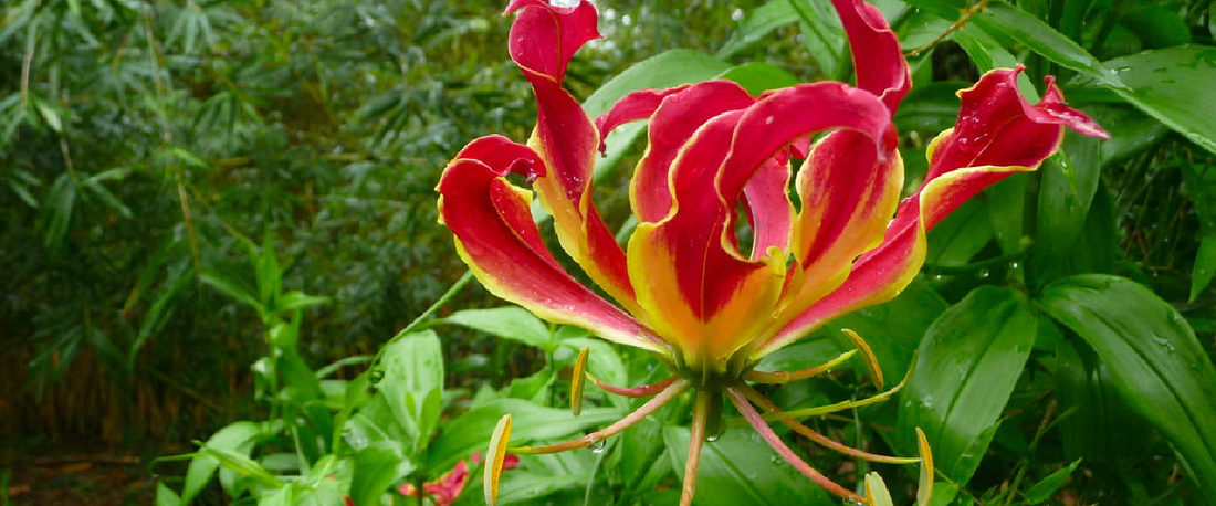 Gloriosa Rothschildiana