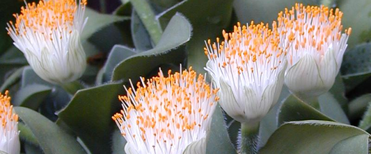Haemanthus or Scadoxus multiflorus