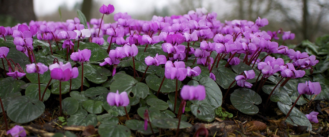 Hardy Cyclamen