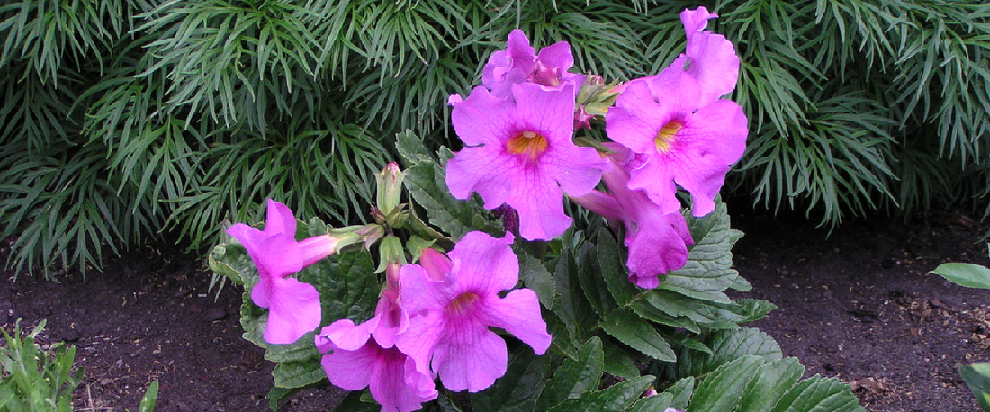Incarvillea Delavayi