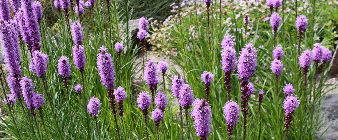 Liatris