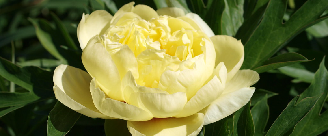 Paeonia 'Yellow Crown'