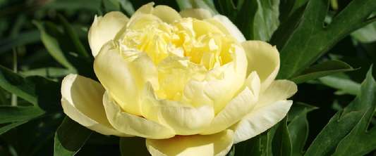 Paeonia 'Yellow Crown'