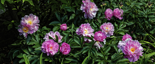 Paeonia Lactiflora or Garden Peonies