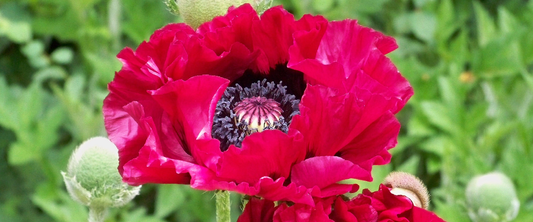 Papaver Orientale or Oriental Poppy