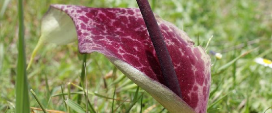 Arum Cornutum Or Voodoo Lily