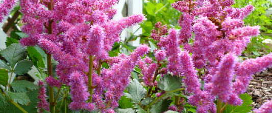 Astilbe or False Spirea