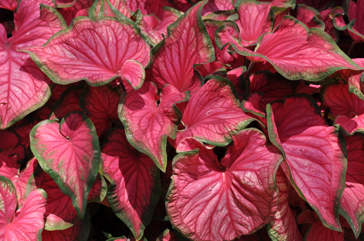 Caladium Fl Sweetheart