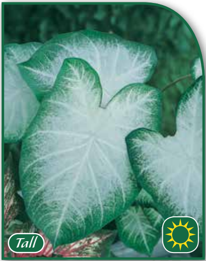 Caladium Aaron