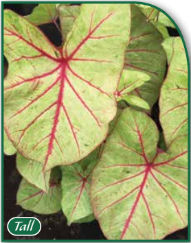 Caladium Autumn Beauty