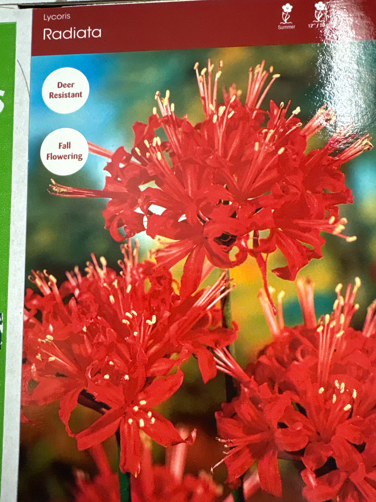 Lycoris Radiata (Surprise Lily)