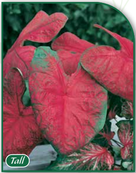 Caladium Brandywine