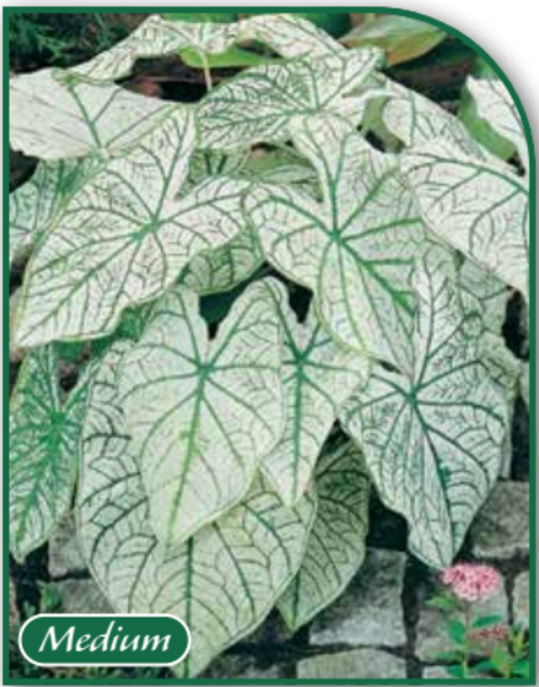 Caladium Candidum