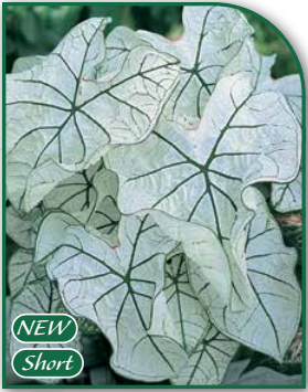 Caladium Candidum Senior