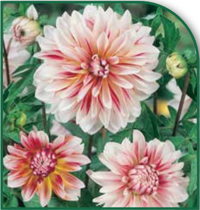 Dahlia Caribbean Fantasy