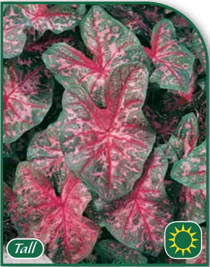 Caladium Carolyn Whorton