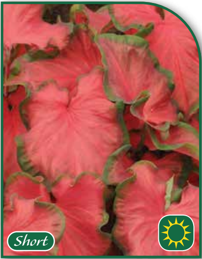 Caladium Cherry Tart