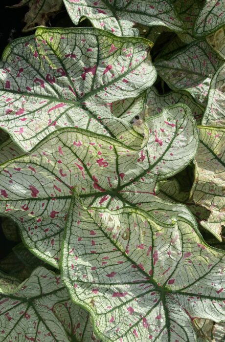 Caladium Cranberry Star