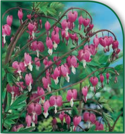 Dicentra Spectabilis