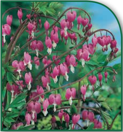 Dicentra spectabilis