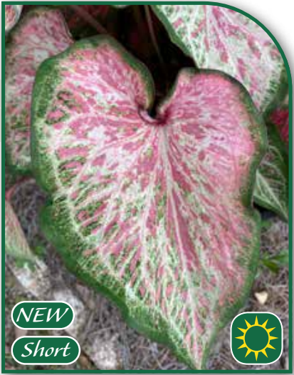 Caladium Dot's Delight