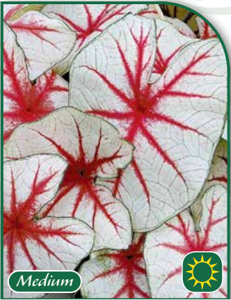 Caladium Fiesta