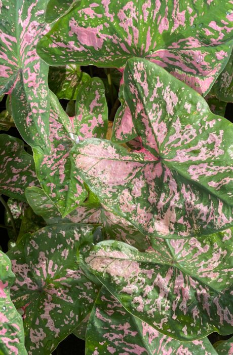 Caladium Elise