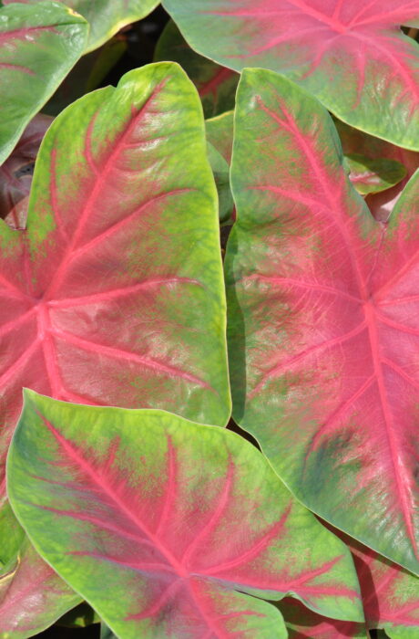 Caladium Freida Hemple
