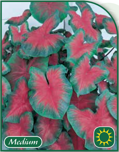 Caladium Freida Hemple