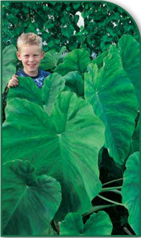 Green Heirloom Elephant Ears (Colocasia) 9/11 Baseball (25)