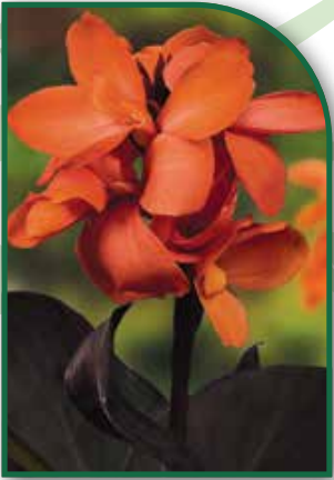 Canna Dwarf Happy Wilma