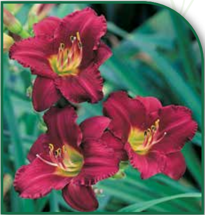 Hemerocallis Pardon Me