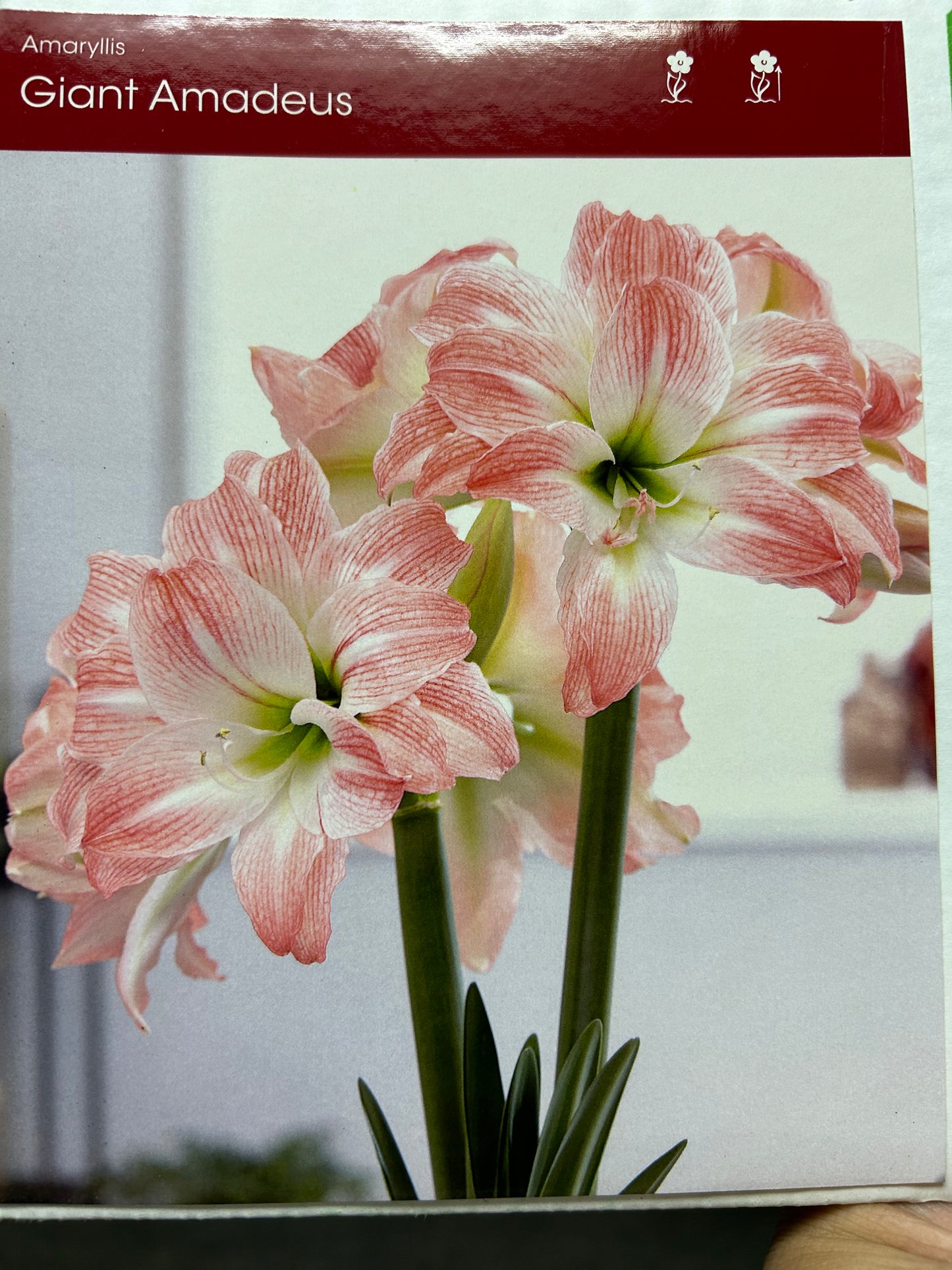 Amaryllis Giant Amadeus