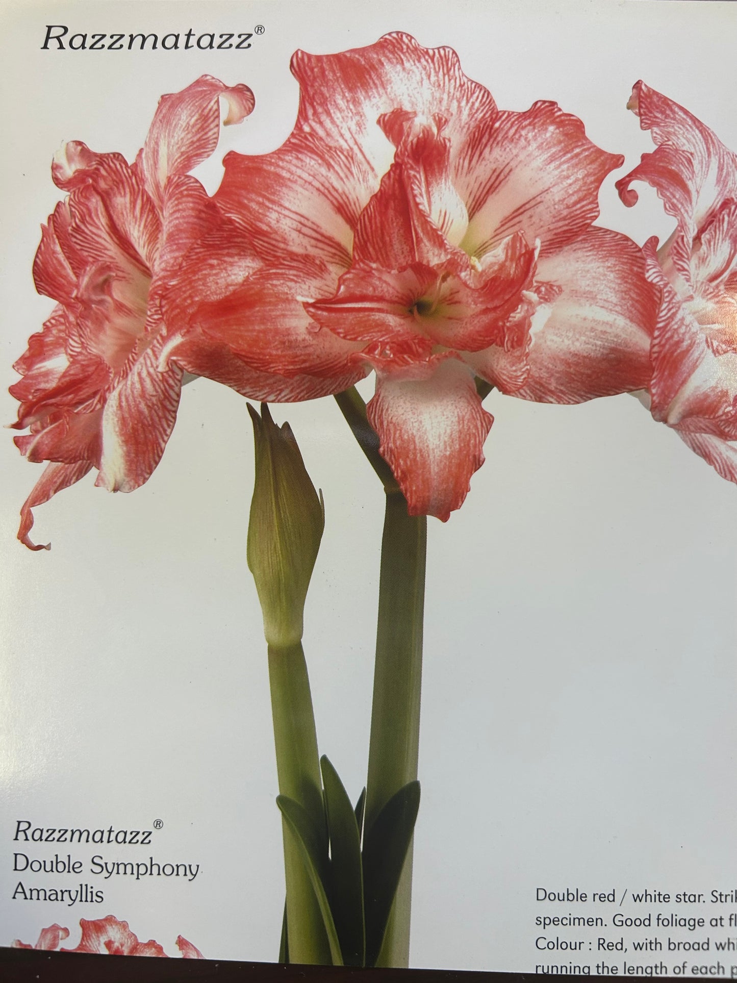Amaryllis Razzmatazz
