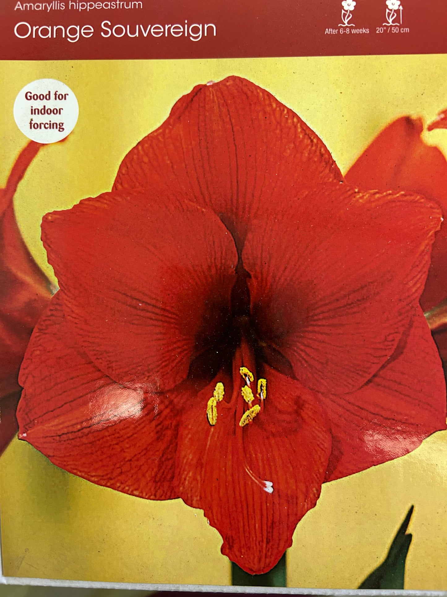Amaryllis Orange Sovereign