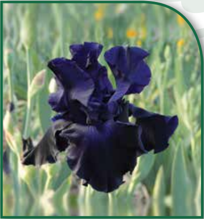 Bearded Iris O So Very