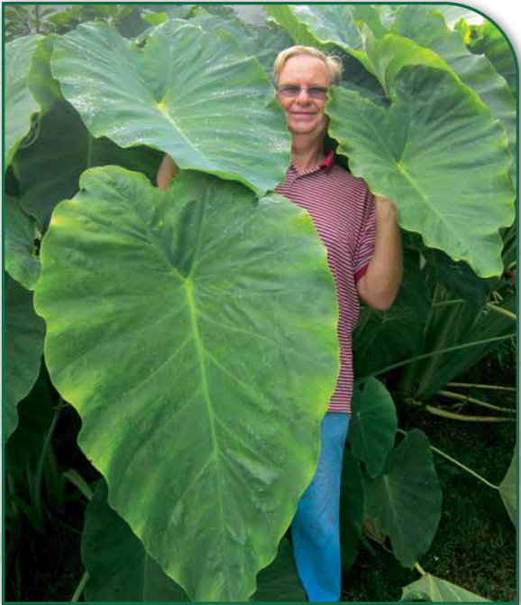 Jack's Giant Elephant Ear (Colocasia) 9/11 Baseballs (20)