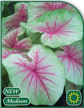 Caladium Mint Julep