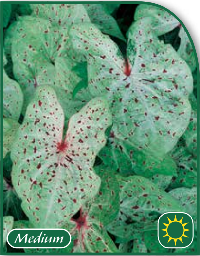 Caladium Miss Muffet